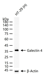 Galectin 4 Antibody in Western Blot (WB)