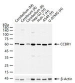 SLC7A11 Recombinant Rabbit Monoclonal Antibody (11H12)