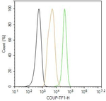 NR2F1 Antibody in Flow Cytometry (Flow)