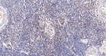 NR2F1 Antibody in Immunohistochemistry (Paraffin) (IHC (P))