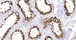 CLGN Antibody in Immunohistochemistry (Paraffin) (IHC (P))
