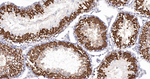 CLGN Recombinant Rabbit Monoclonal Antibody (7F9)