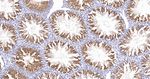 CLGN Antibody in Immunohistochemistry (Paraffin) (IHC (P))