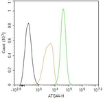 ATG4A Antibody in Flow Cytometry (Flow)