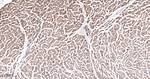 ATG4A Antibody in Immunohistochemistry (Paraffin) (IHC (P))