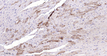 ATG4A Antibody in Immunohistochemistry (Paraffin) (IHC (P))