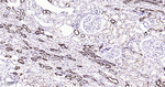 ATG4A Antibody in Immunohistochemistry (Paraffin) (IHC (P))