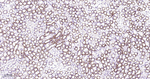 ATG4A Antibody in Immunohistochemistry (Paraffin) (IHC (P))