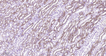 ATG4A Antibody in Immunohistochemistry (Paraffin) (IHC (P))