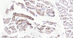 ATG4A Antibody in Immunohistochemistry (Paraffin) (IHC (P))