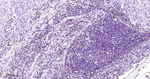 ATG4A Antibody in Immunohistochemistry (Paraffin) (IHC (P))