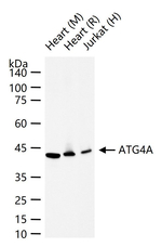 ATG4A Antibody in Western Blot (WB)
