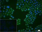 ULK3 Recombinant Rabbit Monoclonal Antibody (5E10)