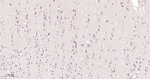 ULK3 Antibody in Immunohistochemistry (Paraffin) (IHC (P))