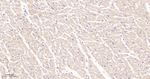 ULK3 Antibody in Immunohistochemistry (Paraffin) (IHC (P))