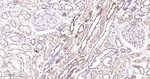 ULK3 Antibody in Immunohistochemistry (Paraffin) (IHC (P))