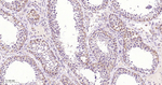 ULK3 Antibody in Immunohistochemistry (Paraffin) (IHC (P))