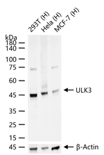 ULK3 Antibody in Western Blot (WB)
