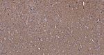 Dynamin 1 Antibody in Immunohistochemistry (Paraffin) (IHC (P))