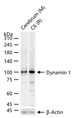 Dynamin 1 Antibody in Western Blot (WB)