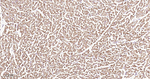 NDUFS3 Antibody in Immunohistochemistry (Paraffin) (IHC (P))