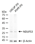NDUFS3 Antibody in Western Blot (WB)