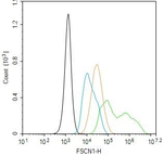 Fascin Antibody in Flow Cytometry (Flow)