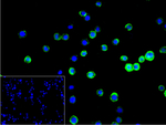 CD82 Recombinant Rabbit Monoclonal Antibody (1H10)