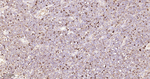 Lambda light chain Antibody in Immunohistochemistry (Paraffin) (IHC (P))