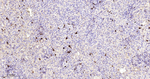 Lambda light chain Antibody in Immunohistochemistry (Paraffin) (IHC (P))