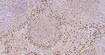 Lambda light chain Antibody in Immunohistochemistry (Paraffin) (IHC (P))