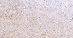 NDRG1 Antibody in Immunohistochemistry (Paraffin) (IHC (P))
