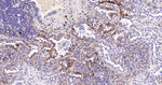 NDRG1 Antibody in Immunohistochemistry (Paraffin) (IHC (P))