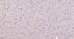 NDRG1 Antibody in Immunohistochemistry (Paraffin) (IHC (P))