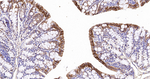 NDRG1 Antibody in Immunohistochemistry (Paraffin) (IHC (P))