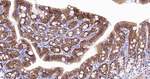 NDRG1 Antibody in Immunohistochemistry (Paraffin) (IHC (P))