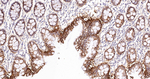 NDRG1 Antibody in Immunohistochemistry (Paraffin) (IHC (P))