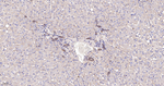 NDRG1 Antibody in Immunohistochemistry (Paraffin) (IHC (P))