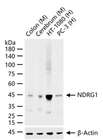 NDRG1 Antibody in Western Blot (WB)