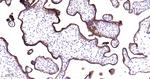 Placental Alkaline Phosphatase Recombinant Rabbit Monoclonal Antibody (18C1)