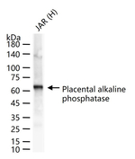 Placental Alkaline Phosphatase Antibody in Western Blot (WB)