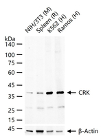 CRK Antibody in Western Blot (WB)