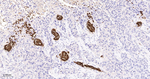 CD235a Recombinant Rabbit Monoclonal Antibody (11B1)