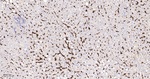 CD235a Antibody in Immunohistochemistry (Paraffin) (IHC (P))