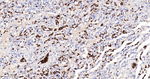 CD235a Antibody in Immunohistochemistry (Paraffin) (IHC (P))