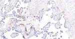 CD235a Antibody in Immunohistochemistry (Paraffin) (IHC (P))