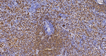 CD235a Antibody in Immunohistochemistry (Paraffin) (IHC (P))
