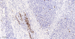 CD235a Antibody in Immunohistochemistry (Paraffin) (IHC (P))
