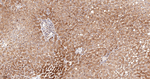 HPRT1 Antibody in Immunohistochemistry (Paraffin) (IHC (P))