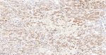 HPRT1 Recombinant Rabbit Monoclonal Antibody (2A8)